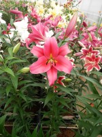 [5190 Imprato VWS No02.JPG]